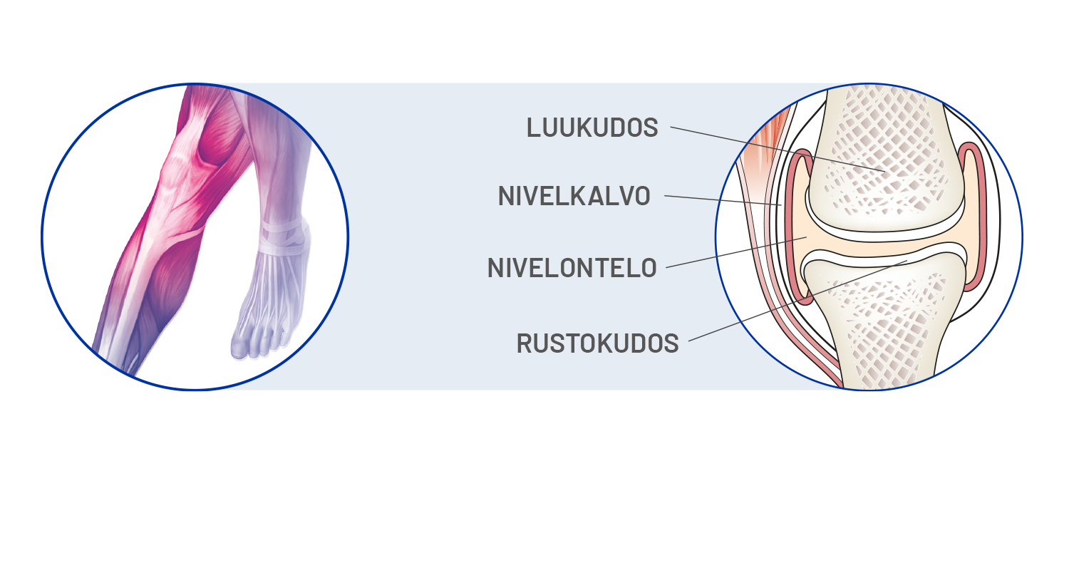 cetilar_nivelrikko